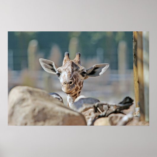 Baby Giraffe Poster (Voorkant)