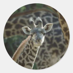 Baby Giraffe Ronde Sticker