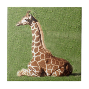 Baby Giraffe Tegeltje