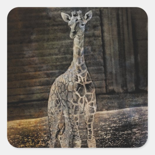 Baby Giraffe Vierkante Sticker (Voorkant)