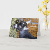 Baby Goat Hay Sympathy Kaart (Gele Bloem)