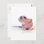 Baby Gobi Rat Briefkaart (Voorkant / Achterkant)