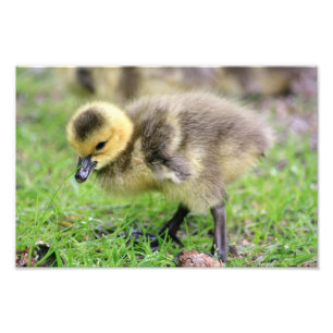 Baby Goose Foto Afdruk
