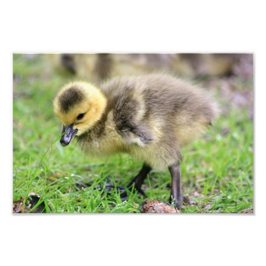 Baby Goose Foto Afdruk (Voorkant)