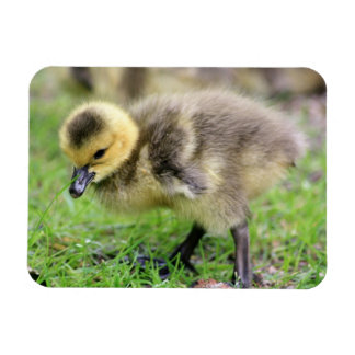 Baby Goose Magneet
