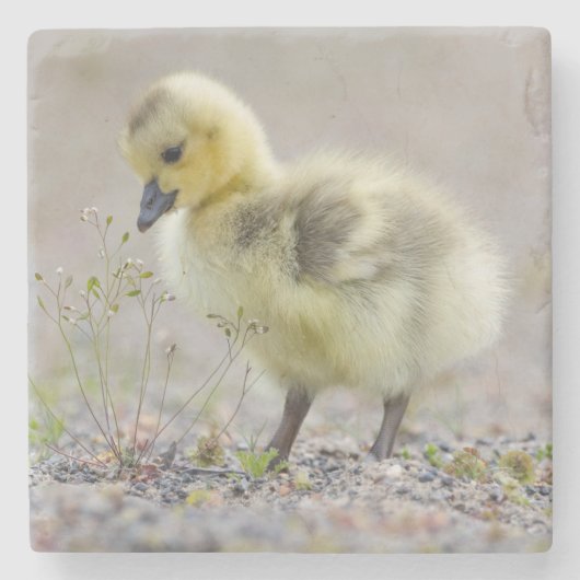 Baby Goose Onderzetter (Voorkant)
