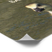 Baby Goose Photo Poster (Hoek)