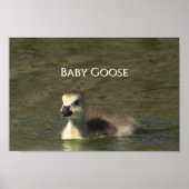 Baby Goose Photo Poster (Voorkant)