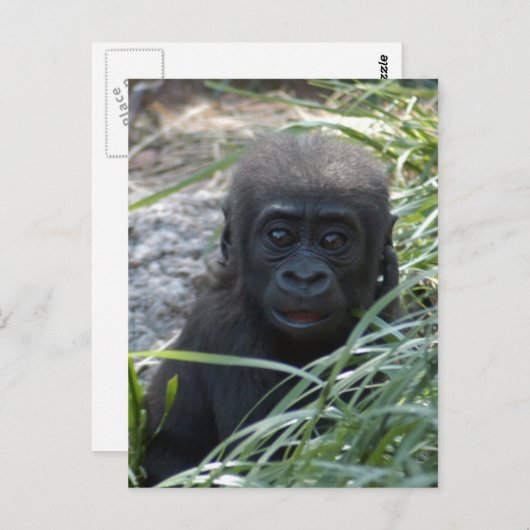 Baby Gorilla 4x6 Briefkaart (Voorkant / Achterkant)