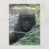 Baby Gorilla 4x6 Briefkaart (Voorkant)