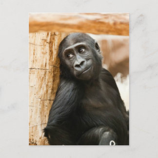 Baby gorilla briefkaart