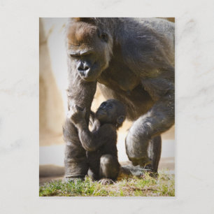 Baby Gorilla Briefkaart