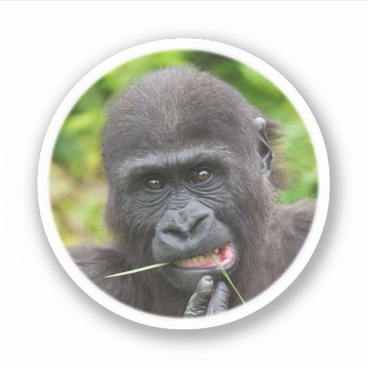 Baby Gorilla Cuteness Sticker (Voorkant)