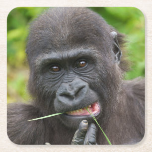 Baby Gorilla Cuteness Vierkante Kartonnen Onderzetter