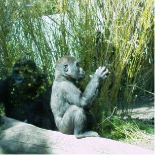 Baby Gorilla Fotosculptuur Fotobeeldje Sleutelhanger
