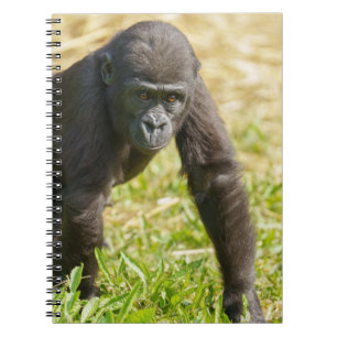 Baby Gorilla Notitieboek