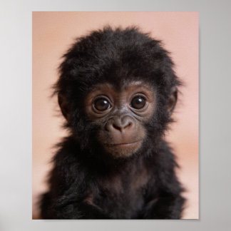 Baby Gorilla Portret Kinderkamer Muur Kunst Poster