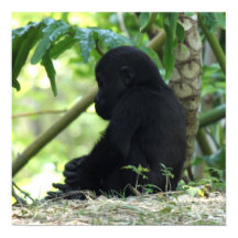 Baby Gorilla