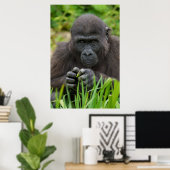 Baby Gorilla Poster (Thuiskantoor)