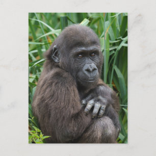 Baby Gorilla Tapestry Briefkaart