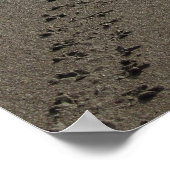 Baby Green Zee Turtle Poster (Hoek)