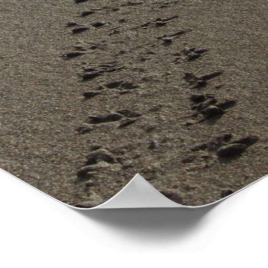 Baby Green Zee Turtle Poster (Hoek)