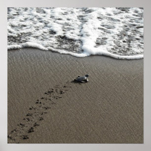 Baby Green Zee Turtle Poster