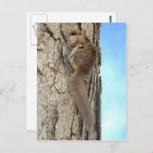 Baby Grijze eekhoorn Briefkaart (Voorkant / Achterkant)