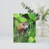 Baby Groundhog Petite Marmotte Hull Quebec Canada Briefkaart (Staand voorkant)