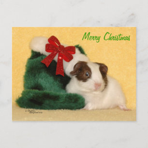 Baby Guinée Pig Joyeux Noël Carte postale