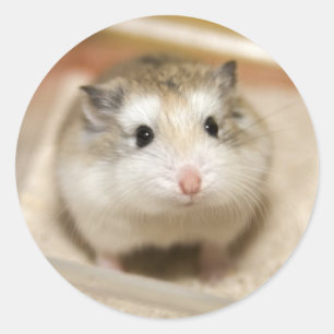 Baby Hamster Stare Ronde Sticker