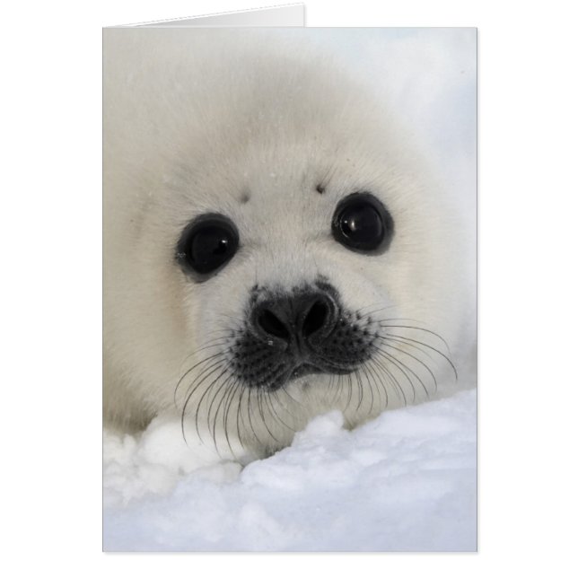 Baby Harp Seal (Voorkant)