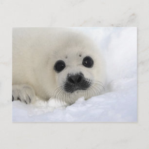 Baby Harp Seal Briefkaart