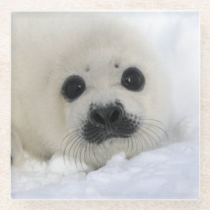 Baby Harp Seal Glazen Onderzetter