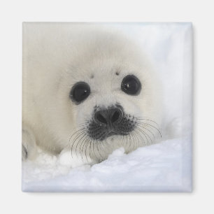 Baby Harp Seal Magneet