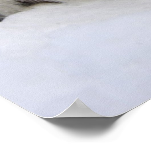 Baby Harp Seal Poster (Hoek)