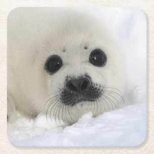 Baby Harp Seal Vierkante Kartonnen Onderzetter
