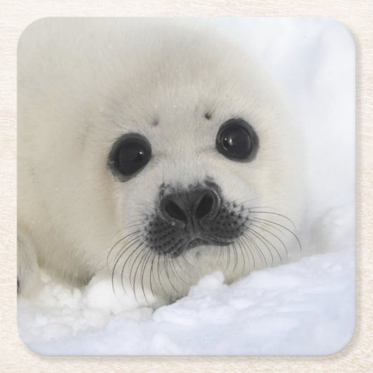 Baby Harp Seal Vierkante Kartonnen Onderzetter (Voorkant)
