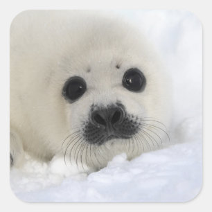 Baby Harp Seal Vierkante Sticker