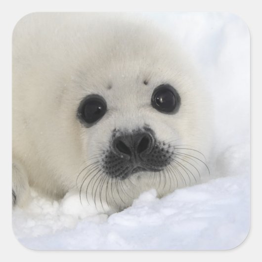 Baby Harp Seal Vierkante Sticker (Voorkant)
