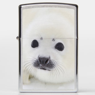 Baby harp zeehondenpup op ijs van het witte Zee
