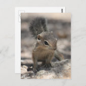 Baby Harris' Antelope Squirrel Briefkaart (Voorkant / Achterkant)