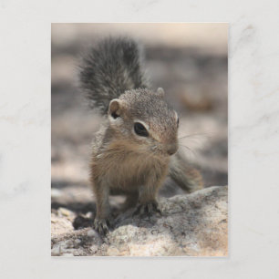 Baby Harris' Antelope Squirrel Briefkaart