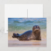 Baby havenzegel in water briefkaart (Voorkant / Achterkant)