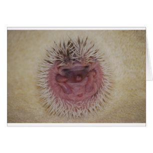 Baby Hedegel Ball