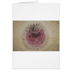 Baby Hedegel Ball
