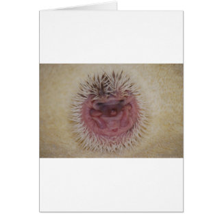 Baby Hedegel Ball