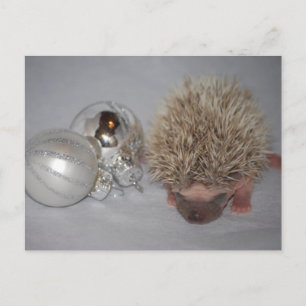 Baby Hedgehog Christmas Briefkaart