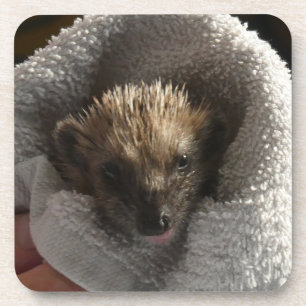Baby Hedgehog op deken Hard Plastic Onderzetter