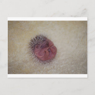 Baby Hedgel Briefkaart